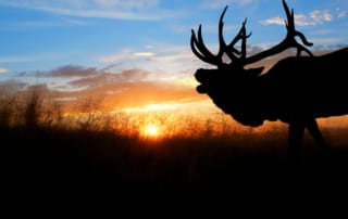 Elk bugling at sunset
