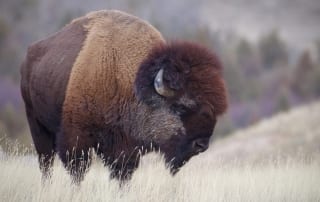 A buffalo roams the foothills of the Idaho Rocky Mountains.