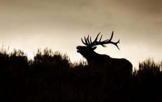 A bull elk bugles against a tan dusk backdrop. Click here to learn some Idaho elk hunting tips.