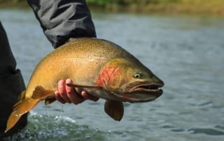 A large trout is held for a picture before it's eventual release back into Henry's Fork.