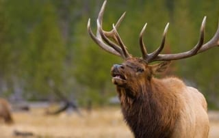 A handsome bull as seen during an Idaho elk hunting trip.