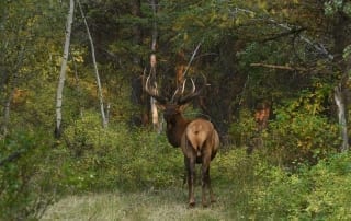 A marvelous elk specimen found during the Idaho elk season.