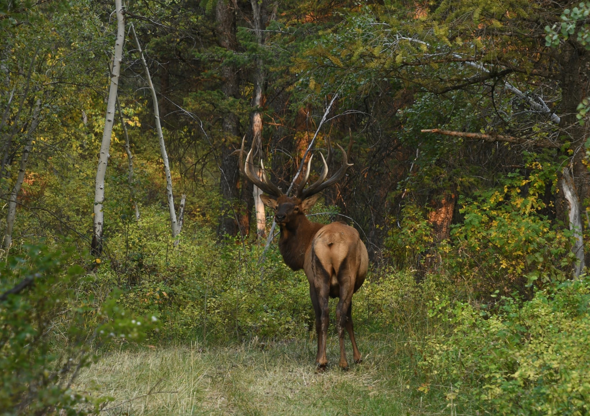 Idaho Elk Season Preparation 101 Rocky Mountain Elk Ranch