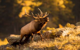 An elk bulging during rut season