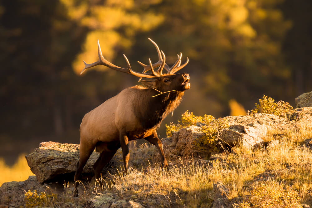 An elk bulging during rut season