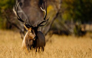 An elk in Idaho, the best state for elk hunting