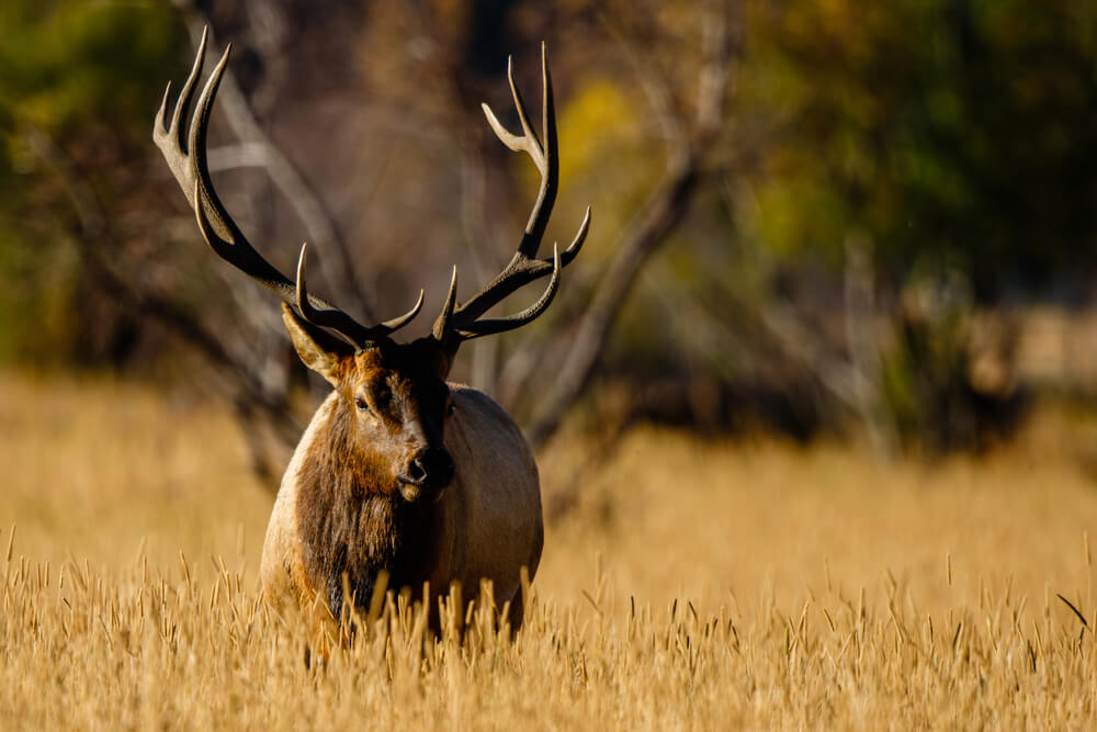 Embrace Debate What’s the Best State for Elk Hunting?