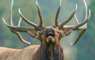 An elk bugles with its throat and nostrils, just one of many fun facts about elk