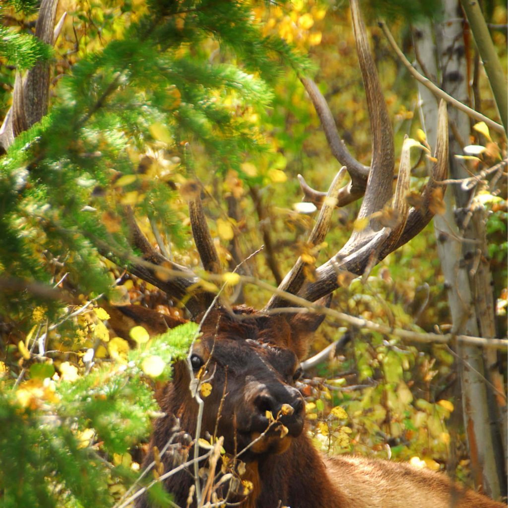 An elk spotted during a guided elk hunt at Rocky Mountain Elk Ranch