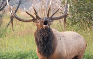 A bugling elk during rutting season