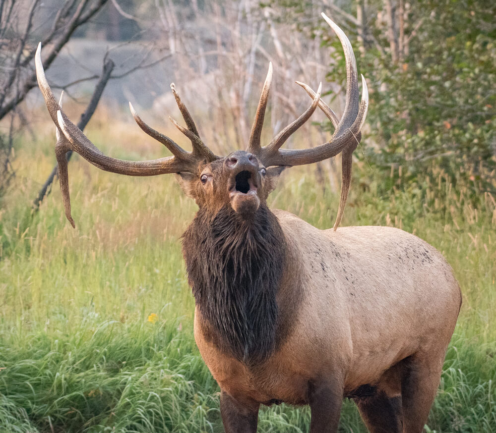 A bugling elk during rutting season