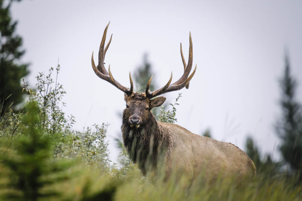 An elk on a guided elk hunt at Rocky Mountain Elk Ranch