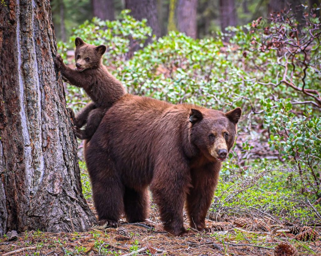 A bear and cub pose next to a tree in Idaho, an example of the state's amazing wildlife