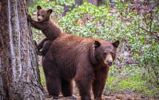 A bear and cub pose next to a tree in Idaho, an example of the state's amazing wildlife