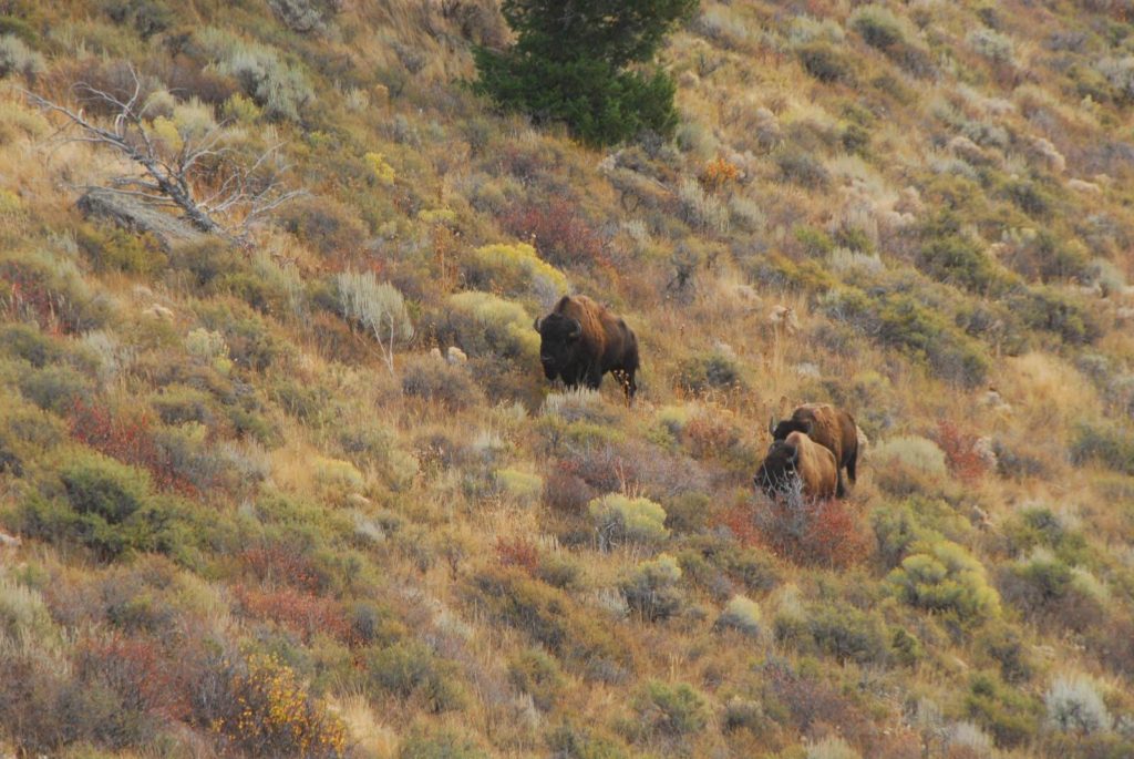 Two buffalo spotted during a hunt at a ranch in Idaho