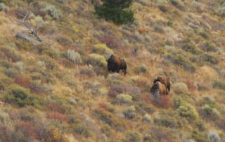 Two buffalo spotted during a hunt at a ranch in Idaho