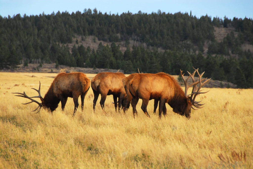 Three elk grazing