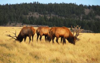 Three elk grazing