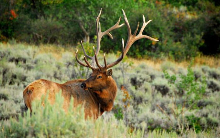 Guaranteed Elk Hunts Archives - Rocky Mountain Elk Ranch