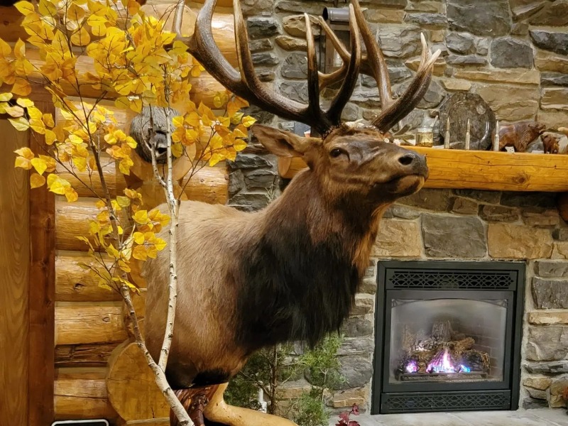 Elk Taxidermy: An elegant elk bull mount.