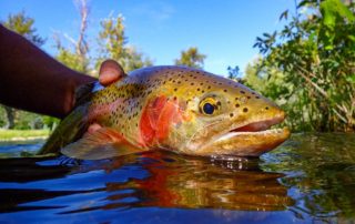 Fly Fishing in Idaho: A close up view of a large brown trout pulled from Henry's Fork.