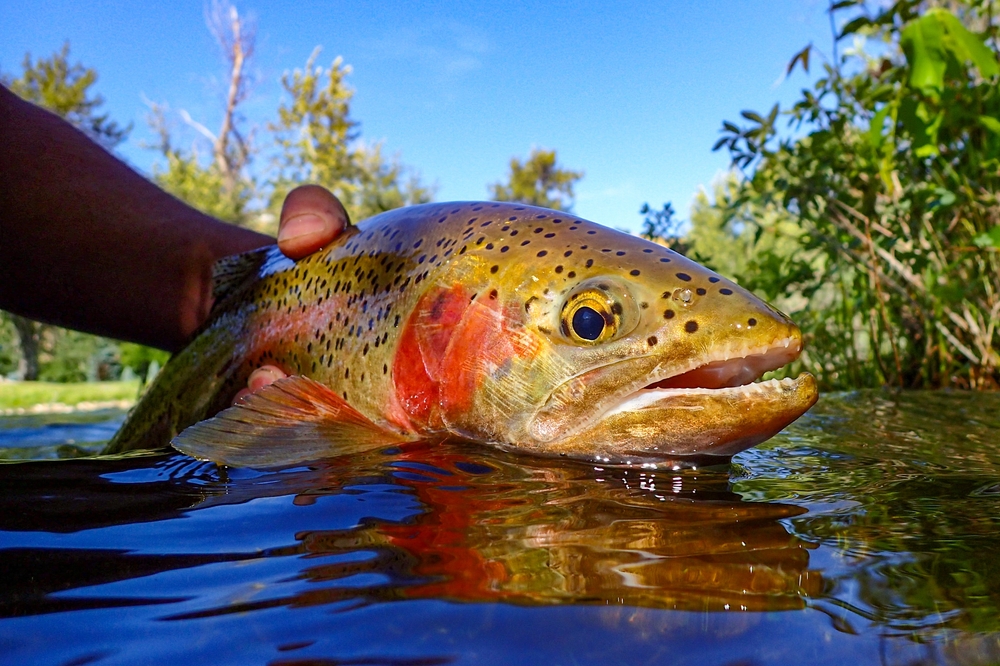 Fly Fishing in Idaho: A close up view of a large brown trout pulled from Henry's Fork.