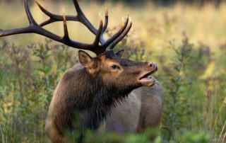 Elk Bugling: A majestic elk calls out for a potential mate amid the fall.