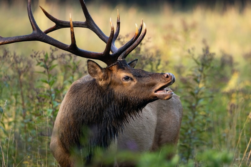 Elk Bugling: A majestic elk calls out for a potential mate amid the fall.