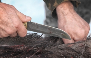 Hunting Knives: A hunter prepares to field dress a freshly-bagged elk bull.