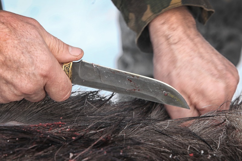 Hunting Knives: A hunter prepares to field dress a freshly-bagged elk bull.