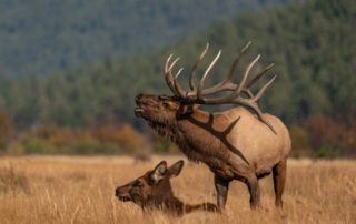 Elk Behavior: A mature male elk bellows while guarding over his mate.