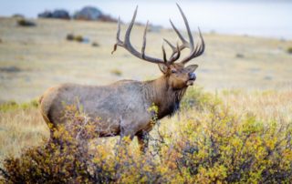 Elk Hunting Trip: A large male elk bull bellows in an alpine meadow in Idaho.