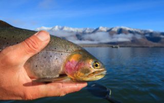 A hand holds a trout with mountains in the background during a fish trip to Henrys Lake