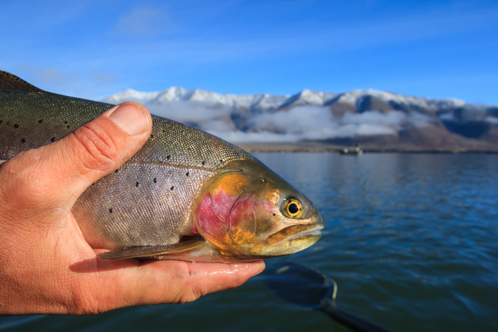 A hand holds a trout with mountains in the background during a fish trip to Henrys Lake