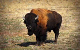 A buffalo on a big game hunting advenute in Idaho